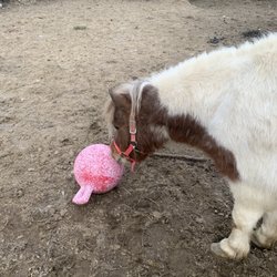 Neptune Feed & Farm Products - Jolly ball
