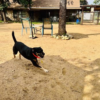 Doghouse Drinkery Dog Park - Our girl is in heaven! - Dog Parks Near Me - Leander, Texas Doghouse Drinkery Dog Park - Our girl is in heaven! - Dog Parks Near Me - Leander, Texas
