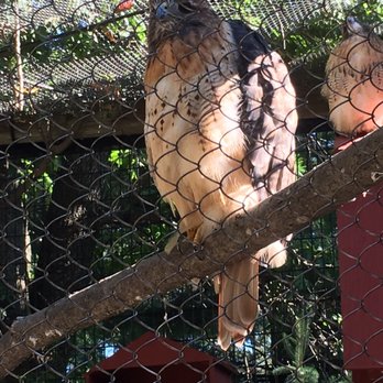 Wildwood Zoo - Red tailed hawk - Zoos Near Me - Marshfield, Wisconsin Wildwood Zoo - Red tailed hawk - Zoos Near Me - Marshfield, Wisconsin
