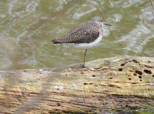 Wild Birds Unlimited