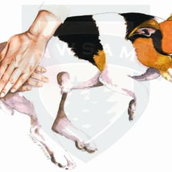 Northwest School of Animal Massage - For the Love of Animals