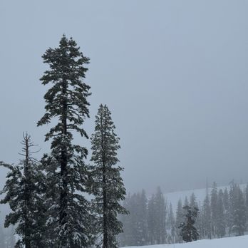 Sugar Bowl Resort - Trees - Ski Resorts Near Me - Norden, California Sugar Bowl Resort - Trees - Ski Resorts Near Me - Norden, California
