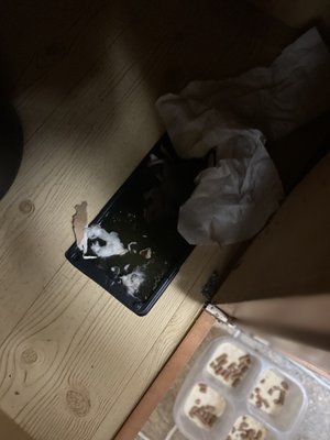 Springfield Apartments