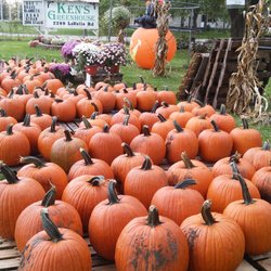 Pumpkins
$ 4.00, $ 6.00, $ 12.00