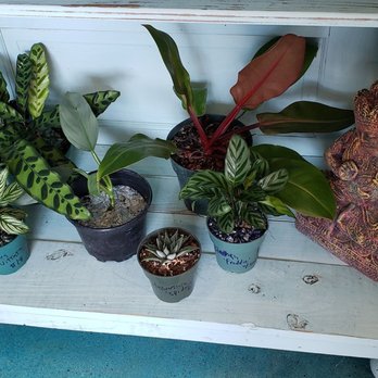 Practical Magic Store - Plants - Gemstones & Minerals Near Me - Wilmington, North Carolina Practical Magic Store - Plants - Gemstones & Minerals Near Me - Wilmington, North Carolina