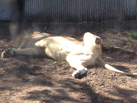 Copenhagen Zoo by null