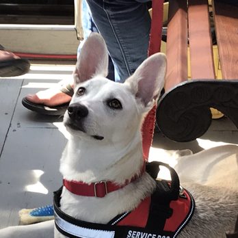 Karma Dog Training - Pet Training Near Me Karma Dog Training - Pet Training Near Me