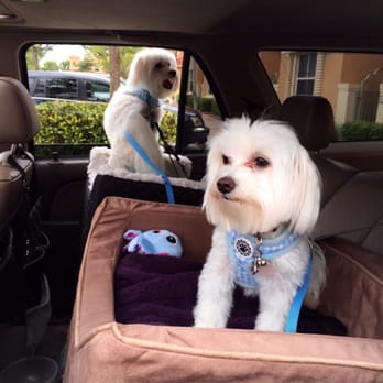 PetSmart - Grooming time again - Pet Training Near Me - Hollywood, Florida