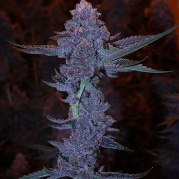 Canna Provisions - Trop Cherry Banger #22 - Cannabis Dispensaries Near Me - Lee, Massachusetts Canna Provisions - Trop Cherry Banger #22 - Cannabis Dispensaries Near Me - Lee, Massachusetts