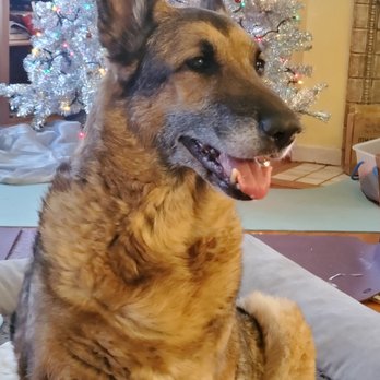 A Peaceful Ending - The night before she passed. She was an exceptional being. How I love and miss her so. - Veterinarians Near Me A Peaceful Ending - The night before she passed. She was an exceptional being. How I love and miss her so. - Veterinarians Near Me