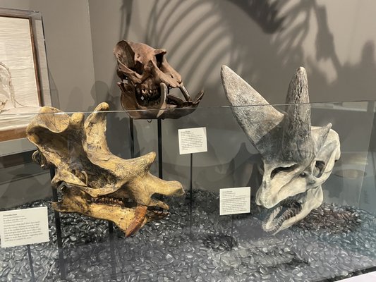 University of Michigan Museum of Natural History by null