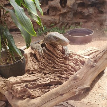 Honolulu Zoo - Komodo Dragon - Honolulu Zoo - Zoos Near Me - Honolulu, Hawaii Honolulu Zoo - Komodo Dragon - Honolulu Zoo - Zoos Near Me - Honolulu, Hawaii