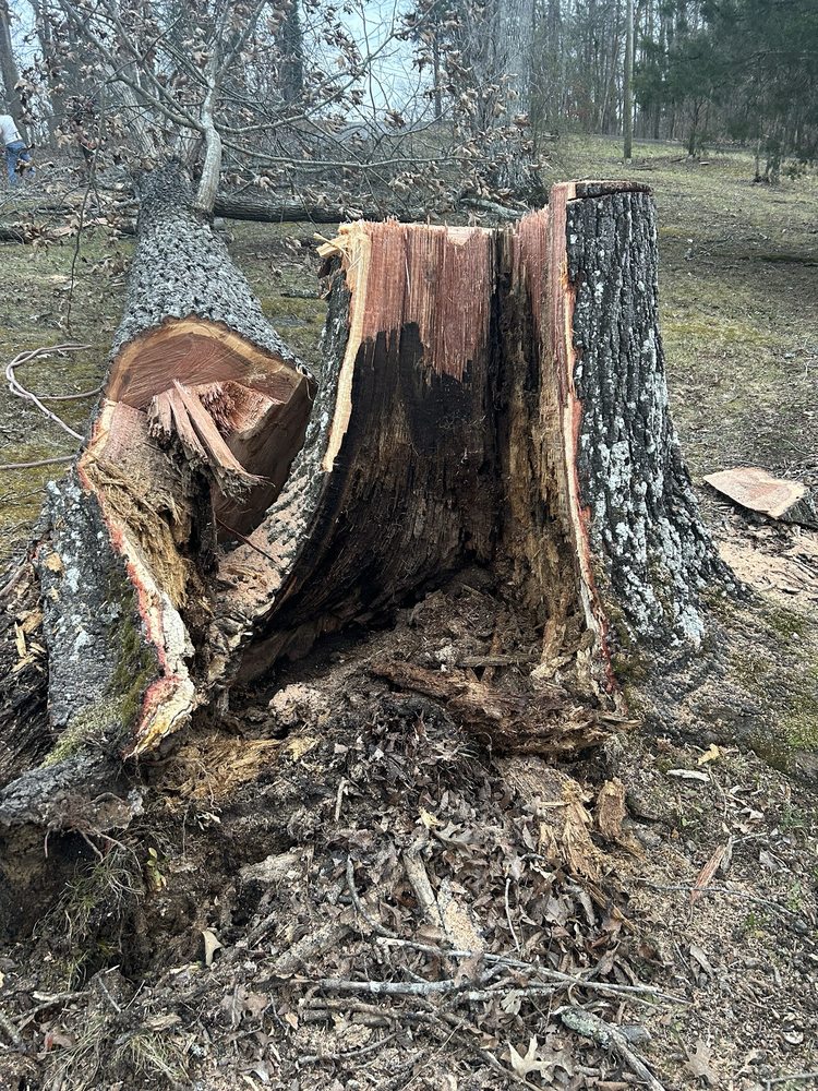 Cooper Tree Service - tree service in Knoxville, TN