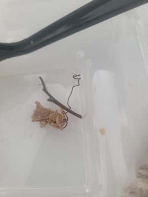 Castañeda's Mexican Food by null