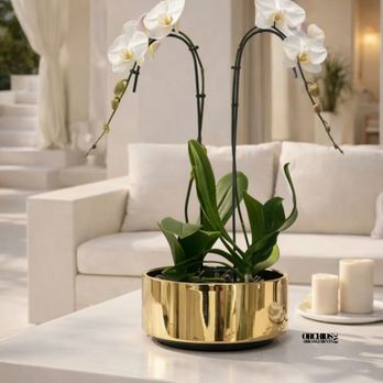 Orchids Arrangements - White Orchids Arrangement - Delivery Orchids Same Day - Florists Near Me - Miami, Florida Orchids Arrangements - White Orchids Arrangement - Delivery Orchids Same Day - Florists Near Me - Miami, Florida