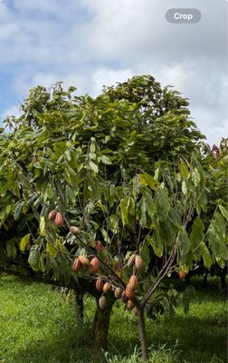 Lavaloha Chocolate - Farm Tours by null