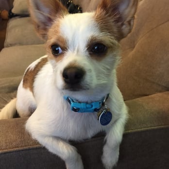 Lauras Doggie Doos - Great cut! Happy doggy. - Pet Groomers Near Me - Austin, Texas Lauras Doggie Doos - Great cut! Happy doggy. - Pet Groomers Near Me - Austin, Texas