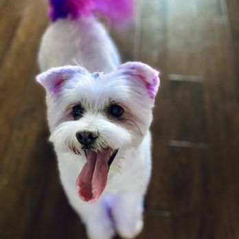 Jeepee's Spaw - Pet Groomers Near Me - Orange Park, Florida Jeepee's Spaw - Pet Groomers Near Me - Orange Park, Florida