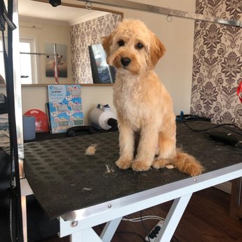 Simply Dog Grooming - Grooming - Pet Groomers Near Me - Hindley green, XGM Simply Dog Grooming - Grooming - Pet Groomers Near Me - Hindley green, XGM