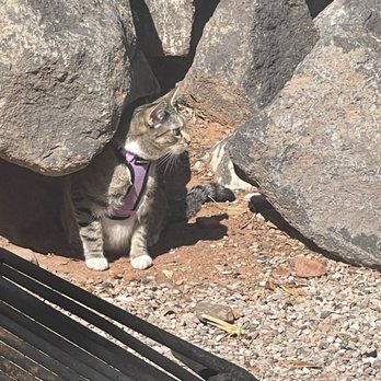 Zion River Resort RV Park & Campground - Kitty hunting lizards - RV Parks Near Me - Virgin, Utah Zion River Resort RV Park & Campground - Kitty hunting lizards - RV Parks Near Me - Virgin, Utah