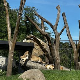Lions