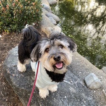 Paw by Paw - Pet Training Near Me
