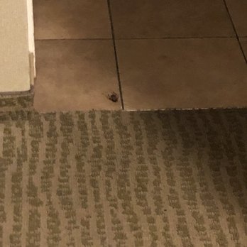 Bahia Resort Hotel - Cockroach - San Diego, CA