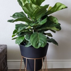 Lowe's Home Improvement - I'm so happy to finally have a fiddle leaf fig. Been wanting this forever. The Allen + Roth planter stand is also from Lowe's.
