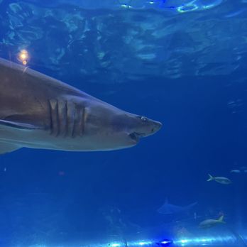 Sharks Underwater Grill - New American Near Me - Orlando, Florida Sharks Underwater Grill - New American Near Me - Orlando, Florida