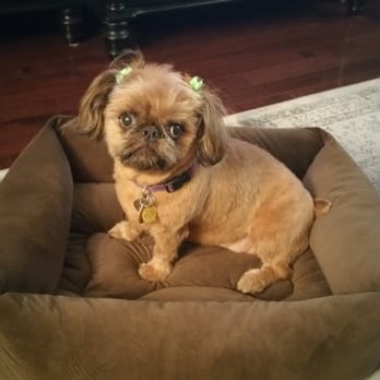 K9 Caterers - This is my Daysey, she is never happy to get a hair cut but Amanda always does a great job wth her! - Pet Stores Near Me - Glendale, New York K9 Caterers - This is my Daysey, she is never happy to get a hair cut but Amanda always does a great job wth her! - Pet Stores Near Me - Glendale, New York