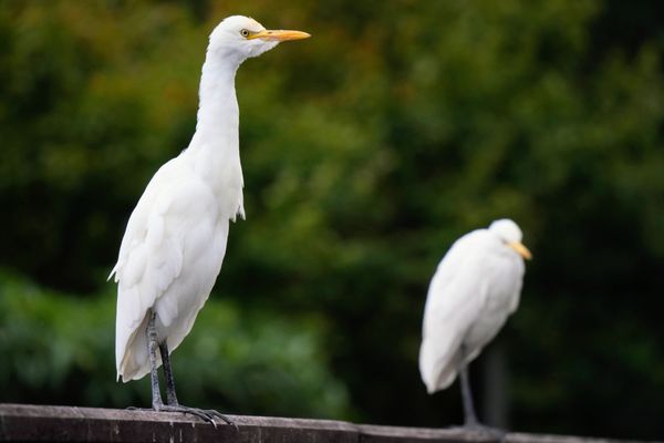 Daan Forest Park by null