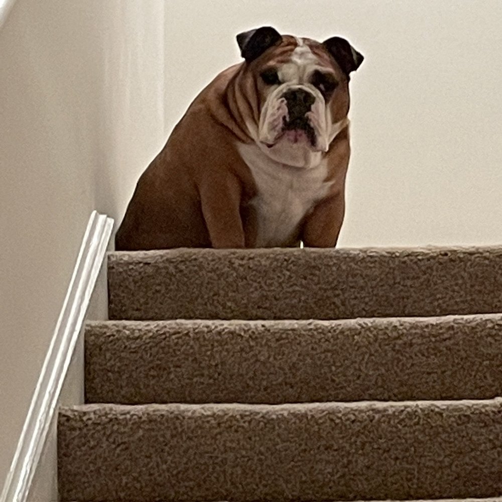 The Reserve at Glenville - Winston's paw of approval - Apartments Near Me - Schenectady, New York