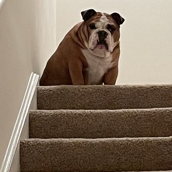 The Reserve at Glenville - Winston's paw of approval - Apartments Near Me - Schenectady, New York