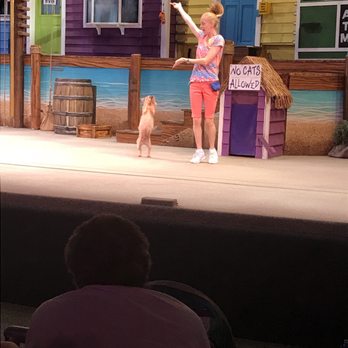 Pets Ahoy - Performing Arts Near Me - Orlando, Florida