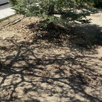 American Arborists - More root removal! - Tree Services Near Me - Reno, Nevada