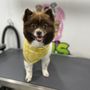 Ori's Pet Spa