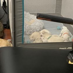 Heidi's Hair Design - Her puppies
