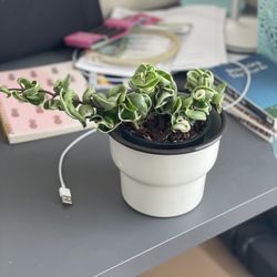 Flora/Fauna - Variegated Hoya rope plant