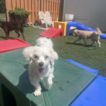 Good Dog - Pet Sitting Near Me - Lombard, Illinois Good Dog - Pet Sitting Near Me - Lombard, Illinois