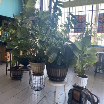 Lee's Sandwiches - Plant decor inside - Vietnamese Near Me - LakeBalboa, California Lee's Sandwiches - Plant decor inside - Vietnamese Near Me - LakeBalboa, California