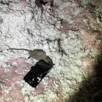 Zenith Environmental Pest Control - Helped identify this was a sewer rat to find where the issue was. - Pest Control Near Me - Los Angeles, California Zenith Environmental Pest Control - Helped identify this was a sewer rat to find where the issue was. - Pest Control Near Me - Los Angeles, California