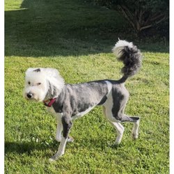 An example of a groomer not following directions.  It will be months to grow this out.