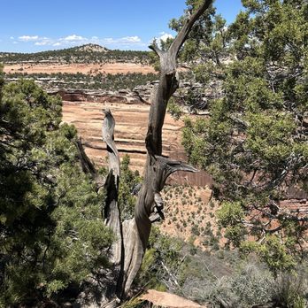 Colorado National Monument - Liked this tree - Hiking Near Me - Fruita, Colorado Colorado National Monument - Liked this tree - Hiking Near Me - Fruita, Colorado