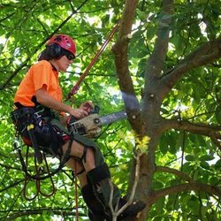 Ebert Tree Service