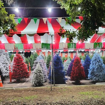 Tahoe Christmas Trees - Christmas Trees Near Me - Los Angeles, California Tahoe Christmas Trees - Christmas Trees Near Me - Los Angeles, California