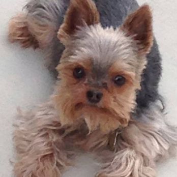 Paws Pause - Pet Services Near Me - Palm Desert, California