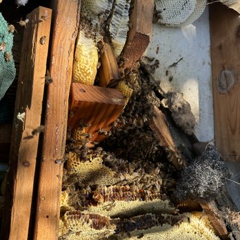 Raul The Bees Guy - Second angle of the exposed honeycomb inside the roof, showing the full extent of the hive during removal. - Pest Control Near Me Raul The Bees Guy - Second angle of the exposed honeycomb inside the roof, showing the full extent of the hive during removal. - Pest Control Near Me