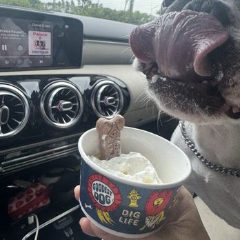 Dutch Bros Coffee - Free pup cup - Juice Bars & Smoothies Near Me - Orlando, Florida Dutch Bros Coffee - Free pup cup - Juice Bars & Smoothies Near Me - Orlando, Florida