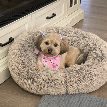 Lush Spaw - Our Tessa feeling pretty! - Pet Groomers Near Me - San Jose, California