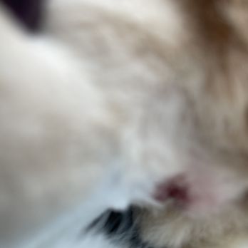 Top Knots & Tabbies - Deep cuts by groomer that needed stitches - Pet Groomers Near Me - Methuen, Massachusetts